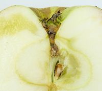 Antonovka Safrannoje æble